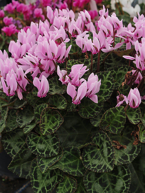 CYCLAMEN GRAECUM