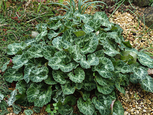 CYCLAMEN GRAECUM high altitude collection