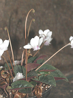 CYCLAMEN HEDERIFOLIUM var.HEDERIFOLIUM f.ALBIFLORUM