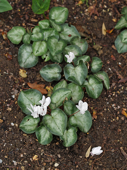 CYCLAMEN HEDERIFOLIUM 'AMAZE ME'