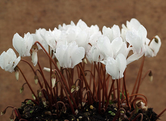CYCLAMEN HEDERIFOLIUM var.HEDERIFOLIUM f.ALBIFLORUM 'DISCOVERY'