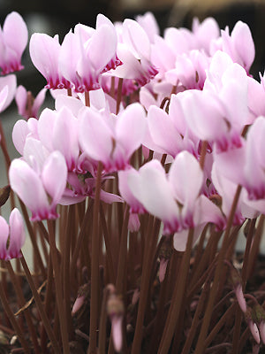 CYCLAMEN HEDERIFOLIUM ISLAND SCENTED STRAIN