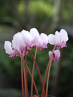 CYCLAMEN HEDERIFOLIUM 'SILVER SHIELD'