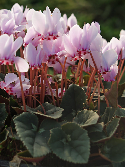 CYCLAMEN HEDERIFOLIUM SSL 04