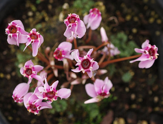CYCLAMEN HEDERIFOLIUM ex SF05