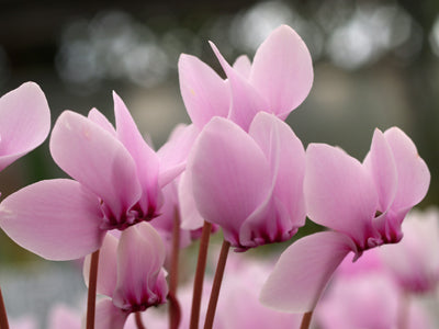 CYCLAMEN HEDERIFOLIUM