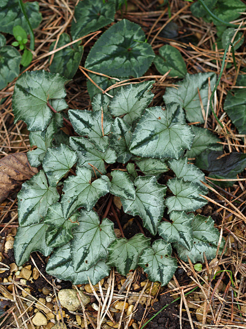 CYCLAMEN HEDERIFOLIUM 'LYSANDER'