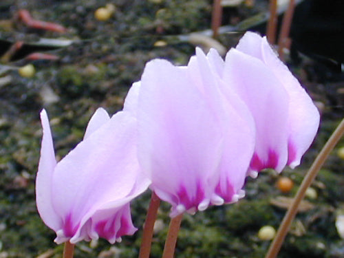 CYCLAMEN HEDERIFOLIUM var.HEDERIFOLIUM f.ALBIFLORUM 'WHITE CLOUD'
