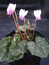 CYCLAMEN HEDERIFOLIUM var.CONFUSUM