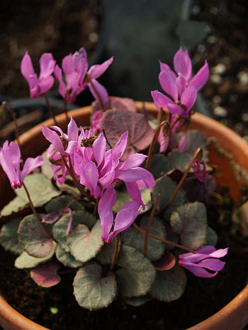 CYCLAMEN MIRABILE 'TILEBARN ANNE'