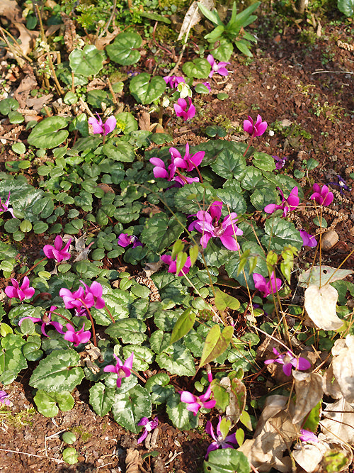 CYCLAMEN PSEUDOIBERICUM
