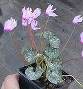 CYCLAMEN RHODIUM
