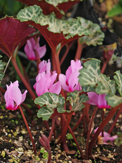 CYCLAMEN ROHLFSIANUM