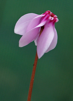 CYCLAMEN HEDERIFOLIUM var.HEDERIFOLIUM f.ALBIFLORUM 'STARGAZER'