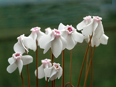 CYCLAMEN HEDERIFOLIUM var.HEDERIFOLIUM f.ALBIFLORUM 'LINNETT STARGAZER'