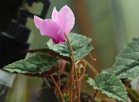 CYCLAMEN x HILDEBRANDII