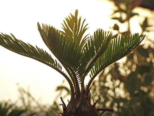 CYCAS REVOLUTA