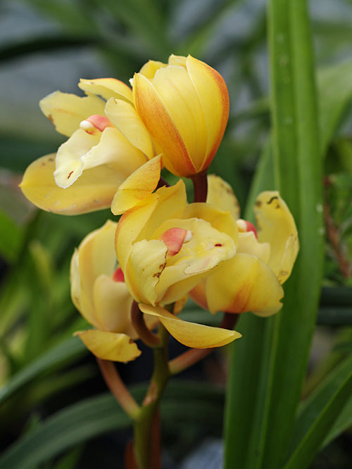 CYMBIDIUM CREAM DENIS HYBRIDS