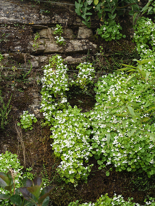CYMBALARIA MURALIS white