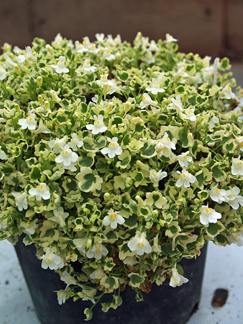 CYMBALARIA MURALIS 'SNOW WAVE'