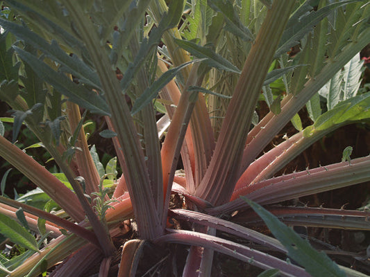 CYNARA CARDUNCULUS 'ROUGE D'ALGER'