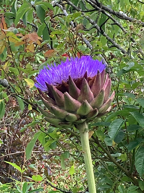 CYNARA CARDUNCULUS form H
