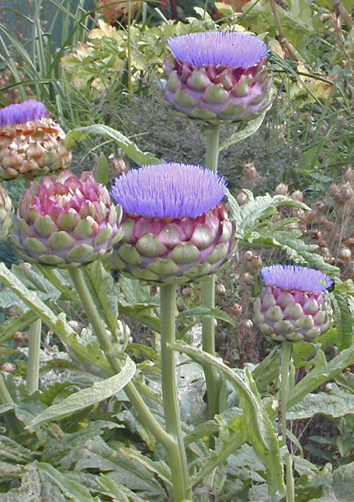CYNARA 'GROS CAMUS DE BRETAGNE'