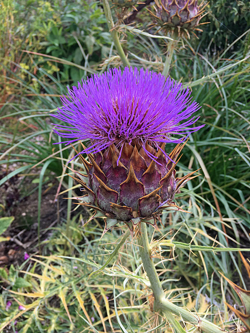 CYNARA GOMERENSIS