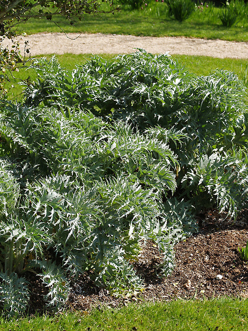 CYNARA SCOLYMUS seedling
