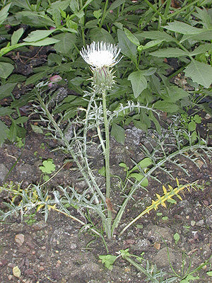 CIRSIUM/CYNARA SP.