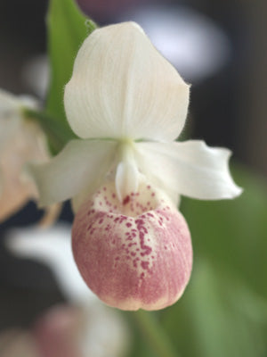 CYPRIPEDIUM 'ULLA SILKENS'