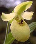 CYPRIPEDIUM FLAVUM