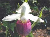 CYPRIPEDIUM REGINAE