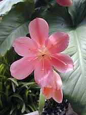 CYRTANTHUS ELATUS 'PINK DIAMOND'