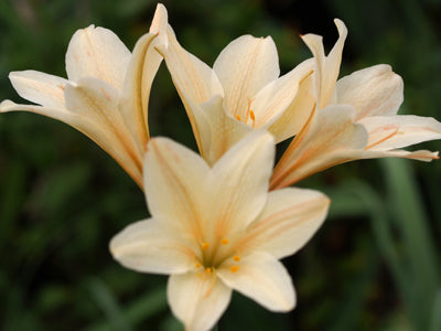 CYRTANTHUS ELATUS 'CREAM BEAUTY'