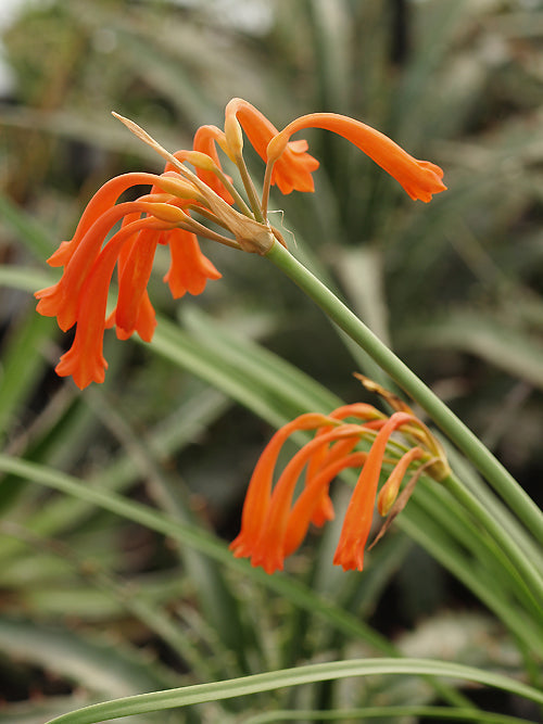 CYRTANTHUS EPIPHYTICUS