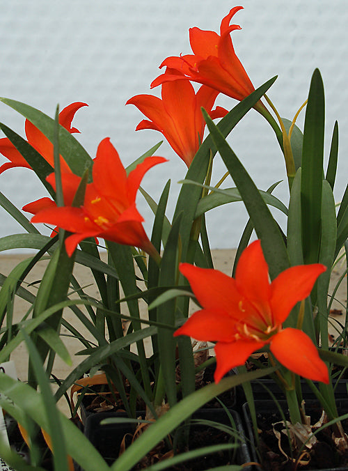 CYRTANTHUS SANGUINEUS