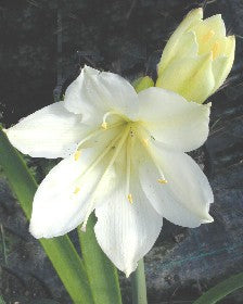 CYRTANTHUS ELATUS 'SNOW QUEEN'