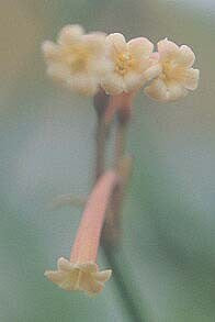 CYRTANTHUS OCHROLEUCAS 'STUTTERHEIM VARIETY'