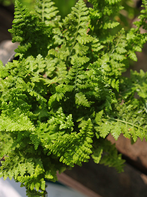 CYSTOPTERIS DICKIEANA