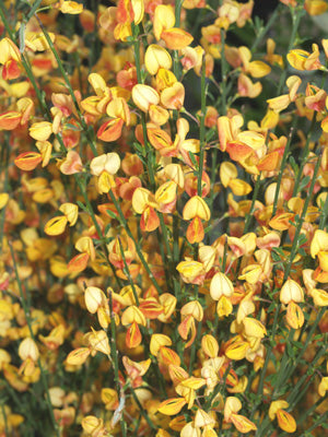 CYTISUS 'APRICOT GEM'