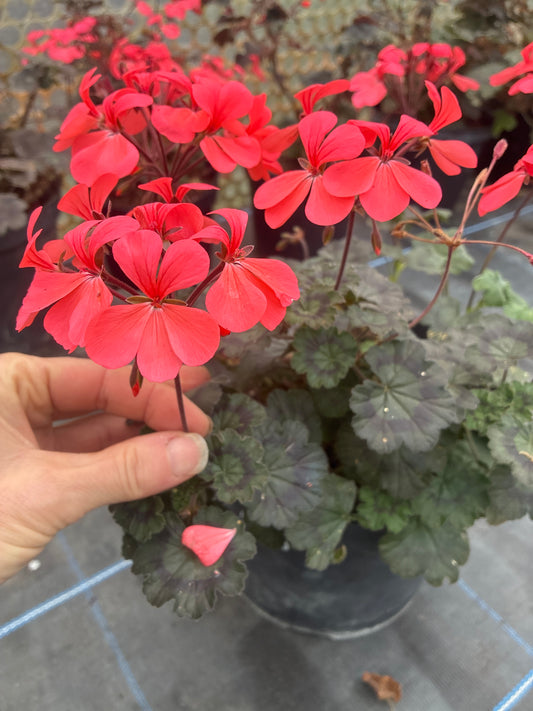 PELARGONIUM 'RED GABLES'