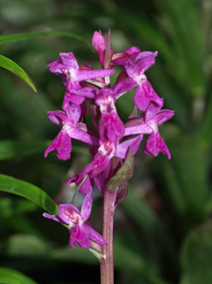 DACTYLORHIZA ALPESTRIS