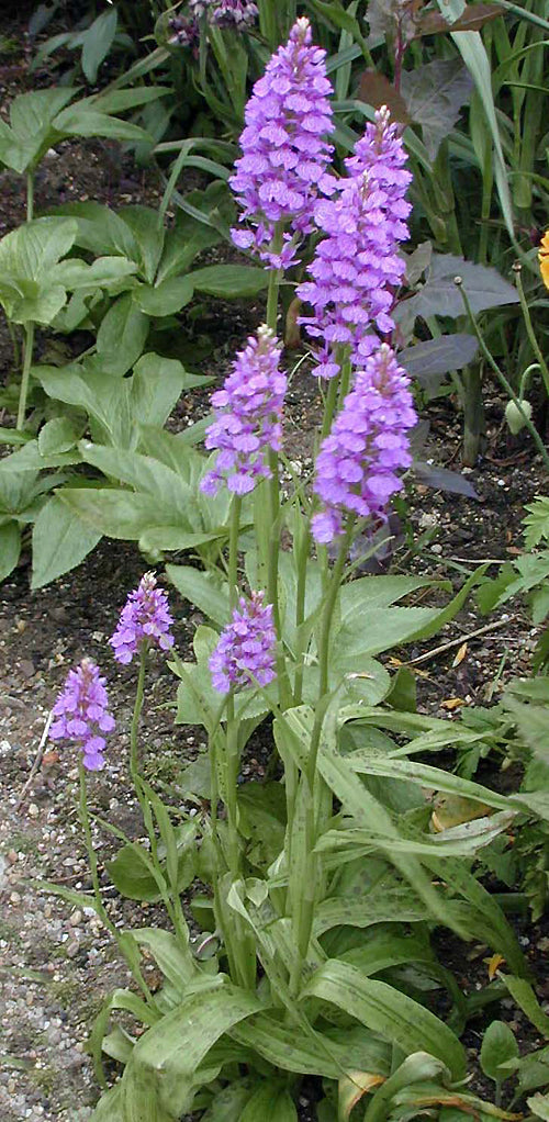 DACTYLORHIZA 'BRESSINGHAM BOUNTIFUL'