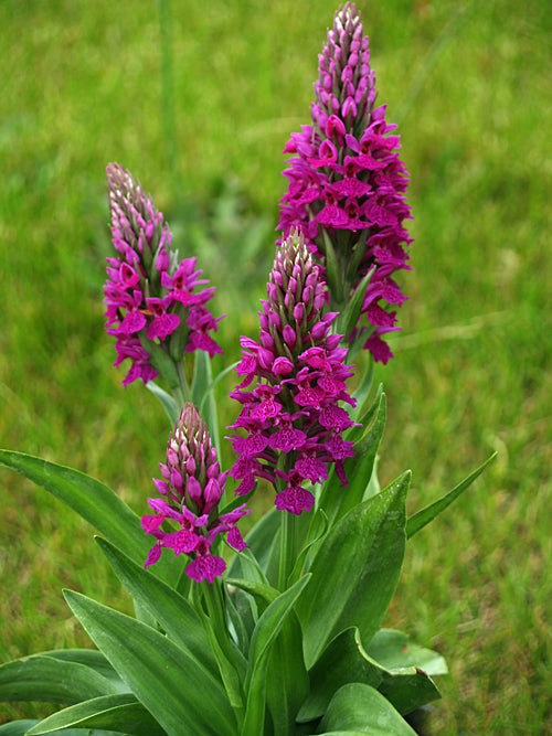 DACTYLORHIZA ELATA