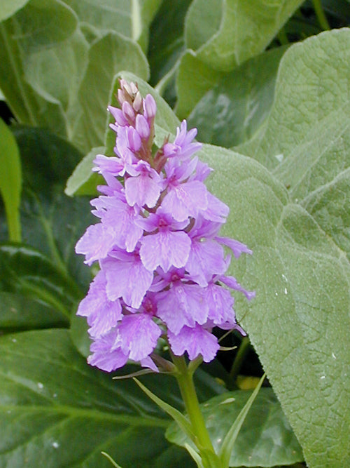 DACTYLORHIZA FOLIOSA