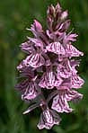 DACTYLORHIZA MACULATA