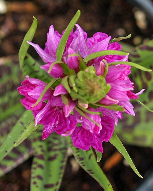 DACTYLORHIZA MAJALIS x FOLIOSA