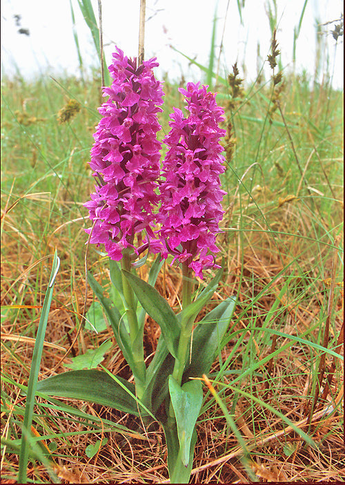 DACTYLORHIZA PURPURELLA