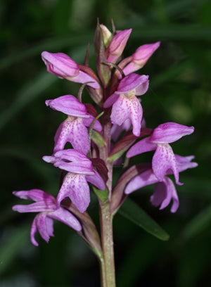 DACTYLORHIZA SPHAGNICOLA